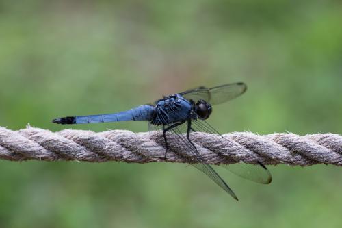 Orthetrum melania