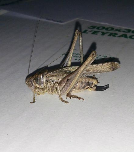 Réf. 148 638 : Platycleis falx laticauda