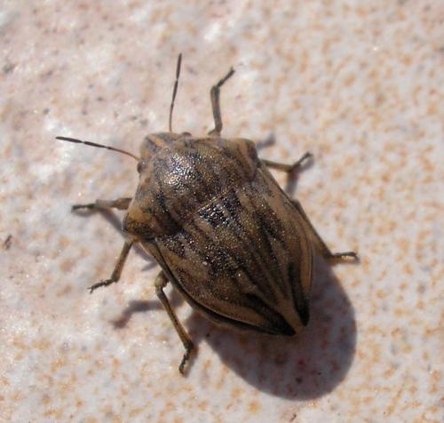 Réf. 148 664 : Odontotarsus robustus