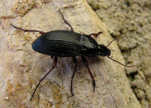 Réf. 148 670 : Calathus fuscipes