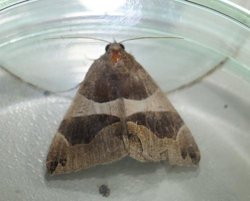 Réf. 148 246 : Dysgonia algira