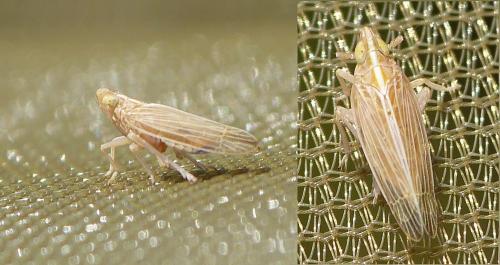Réf. 148 619 : Stenocranus minutus