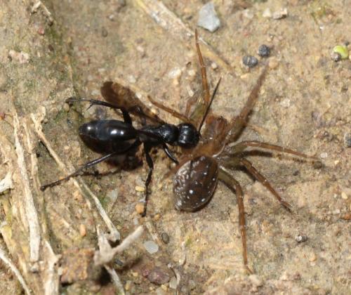 Anoplius concinnus