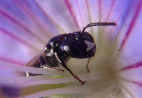 Ceratina cucurbitina