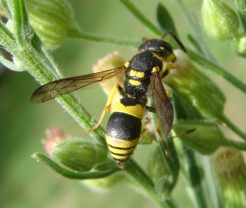 Ancistrocerus sp.
