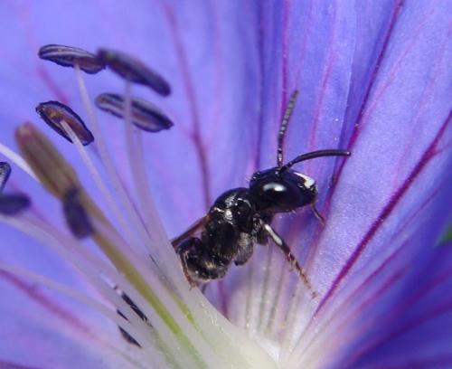 Ceratina cucurbitina