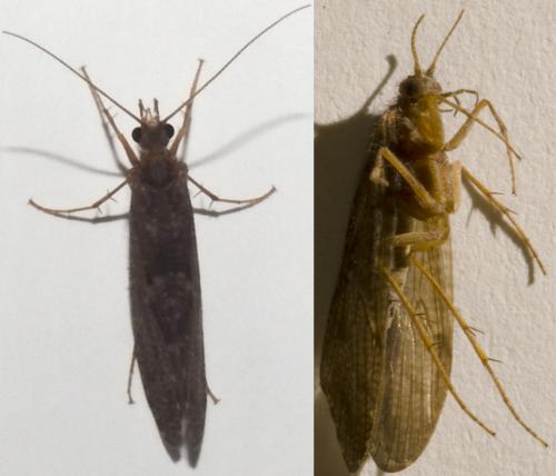 Rhyacophila dorsalis