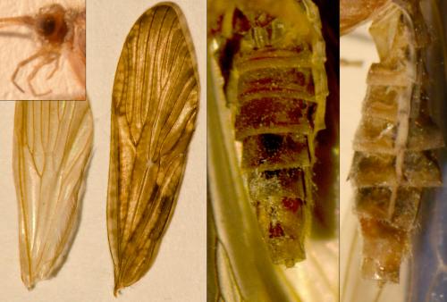 Rhyacophila dorsalis