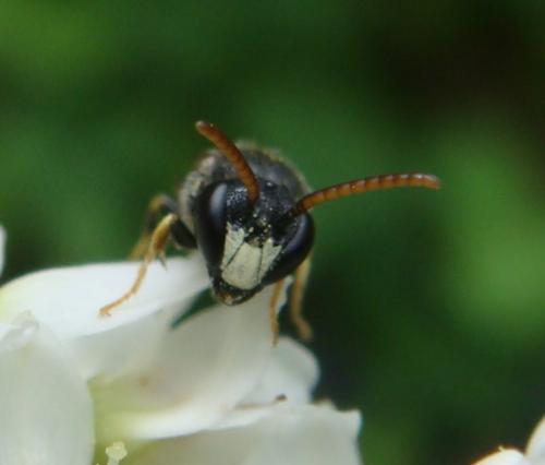 Hylaeus hyalinatus