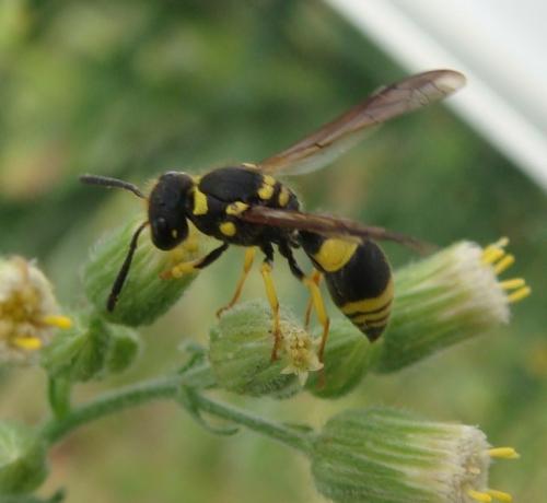 Ancistrocerus sp.