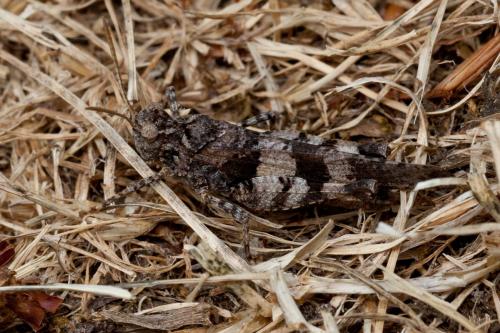 Réf. 148 454 : Oedipoda caerulescens caerulescens
