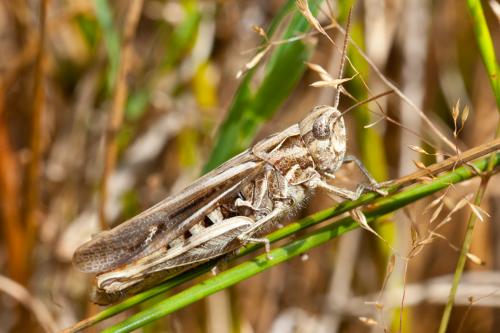 Chorthippus sp.