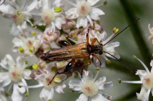 Oedemera podagrariae