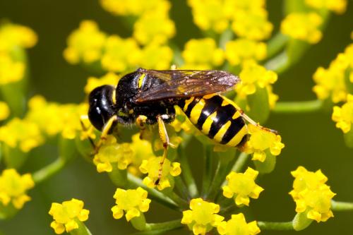 Ectemnius cavifrons
