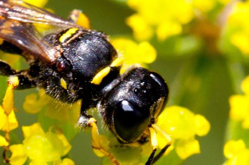 Réf. 148 726 : Ectemnius cephalotes