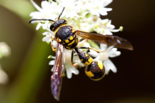 Eumenes sp.