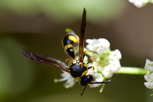 Eumenes sp.