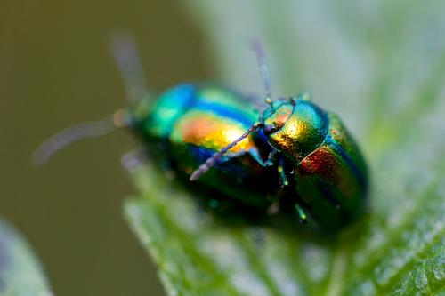 Réf. 148 816 : Chrysolina fastuosa