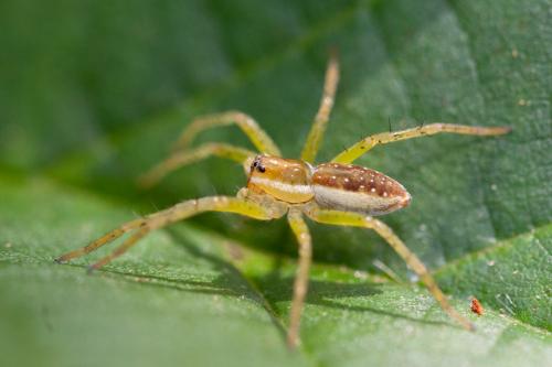 Dolomedes sp.