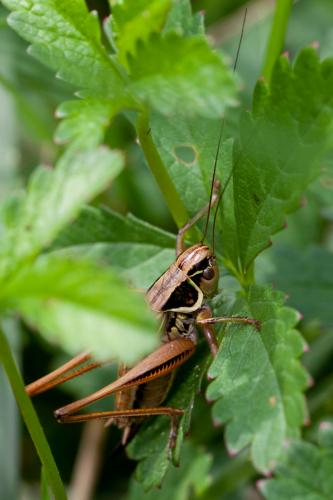 Roeseliana roeselii