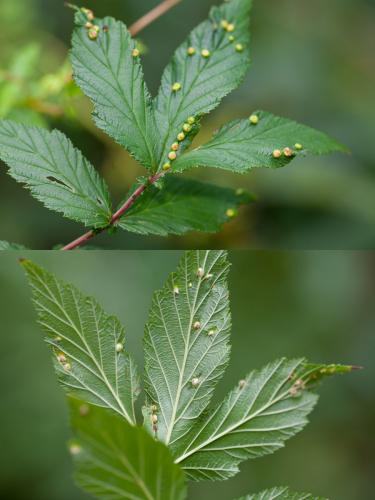 Dasineura ulmaria