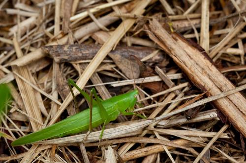 Réf. 148 919 : Ruspolia nitidula