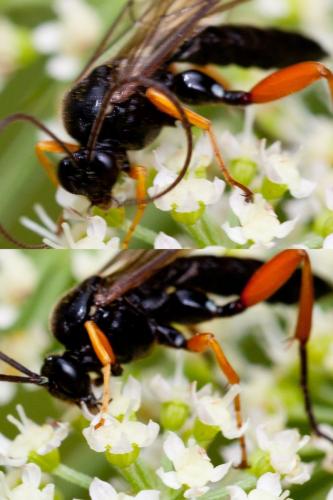 Pimpla (rufipes-processioneae)