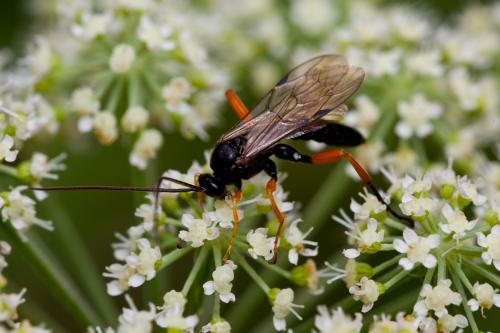 Pimpla (rufipes-processioneae)