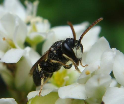 Hylaeus hyalinatus