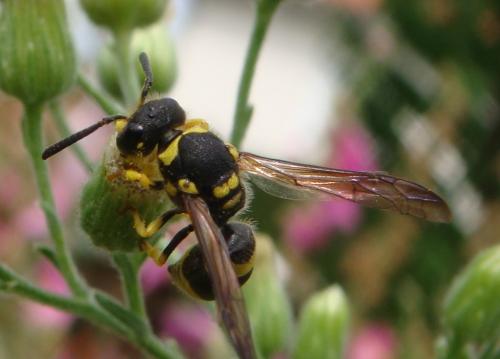 Ancistrocerus sp.