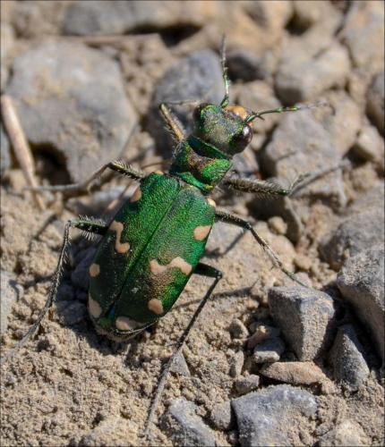 Réf. 148 057 : Cicindela gallica