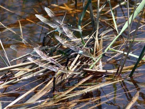 Anax parthenope