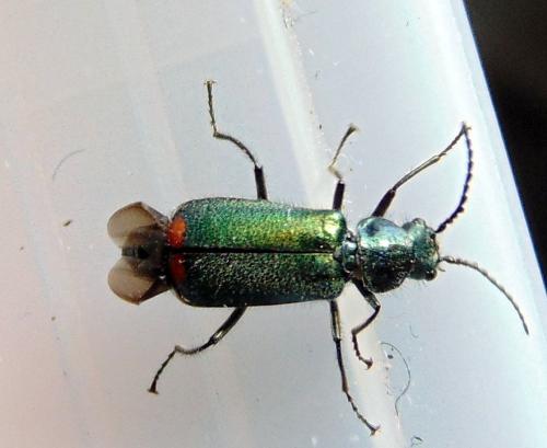 Malachius bipustulatus