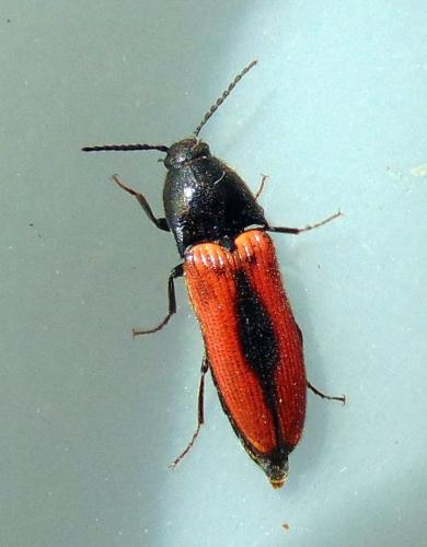 Ampedus sanguinolentus