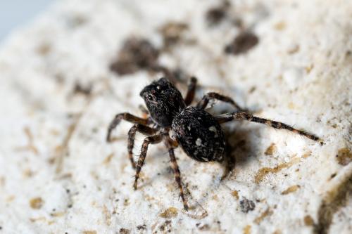 Réf. 148 540 : Attulus pubescens