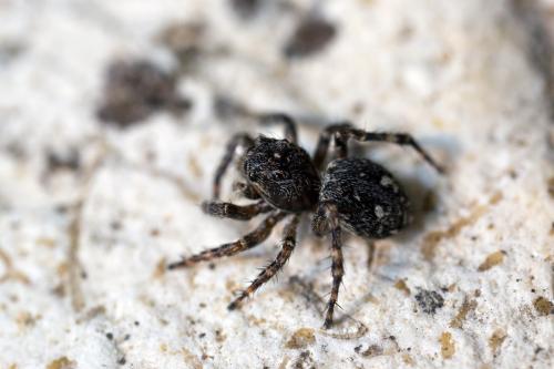 Réf. 148 539 : Attulus pubescens