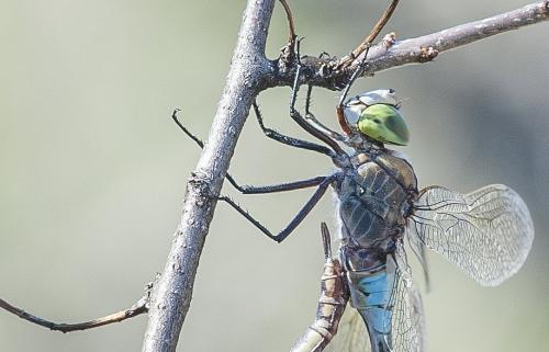 Anax parthenope