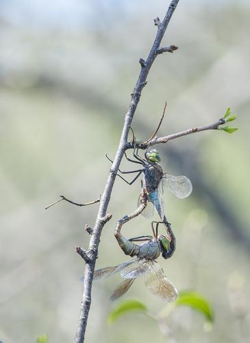 Anax parthenope