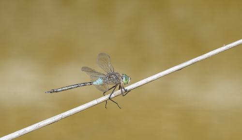 Anax parthenope