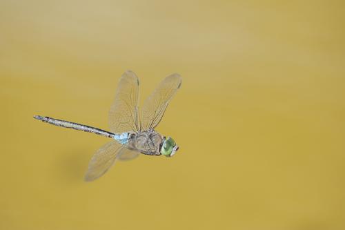 Anax parthenope