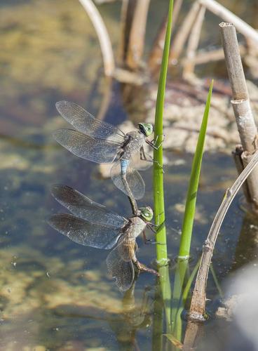 Anax parthenope
