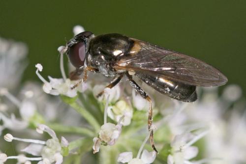 Réf. 148 026 : Cheilosia sp.