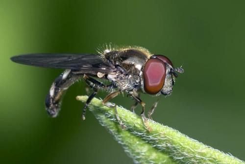 Réf. 148 000 : Platycheirus albimanus