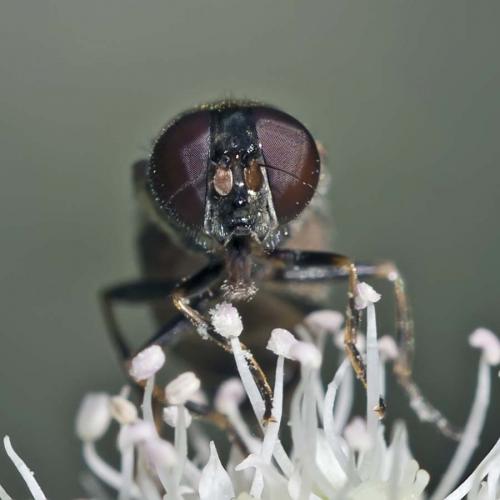 Cheilosia barbata