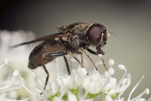 Réf. 148 632 : Cheilosia barbata