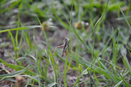 Chorthippus sp.