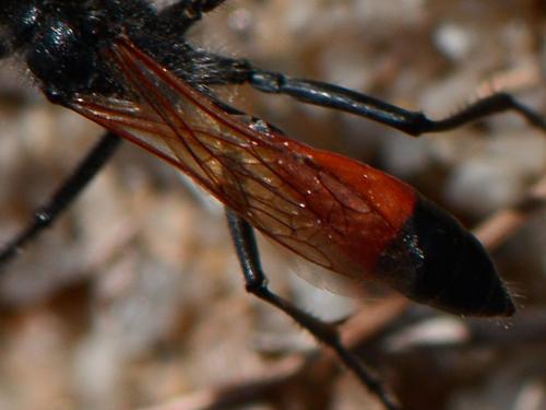 Podalonia sp.