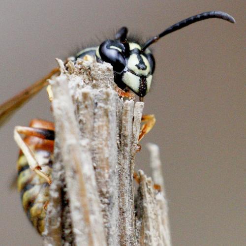 Réf. 148 176 : Vespula rufa