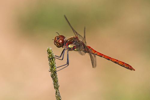 Sympetrum striolatum
