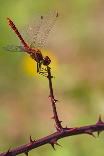 Sympetrum sanguineum